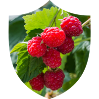 Red Raspberry